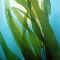 Kelp Leaves