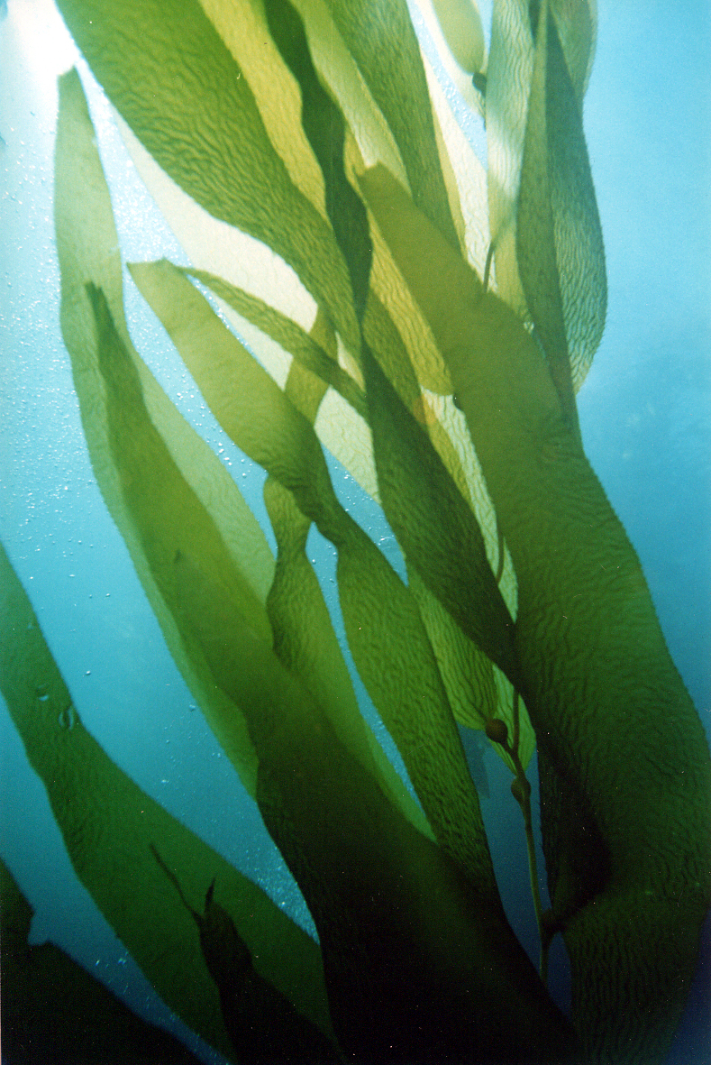 Kelp Leaves